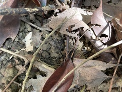 Pseudogagrella splendens