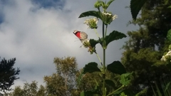 Diaethria eluina