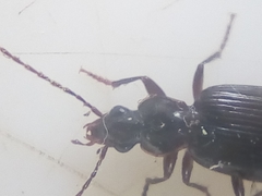 Notagonum