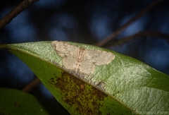 Idaea pilosata