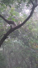 Semnopithecus hypoleucos