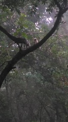 Semnopithecus hypoleucos