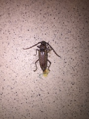 Elaphidion conspersum