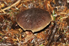Xerocomellus atropurpureus