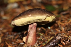 Xerocomellus atropurpureus
