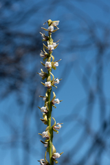 Prasophyllum fimbria