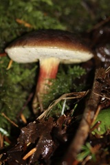 Xerocomellus atropurpureus