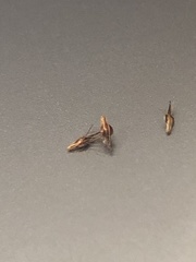 Rhynchospora chalarocephala