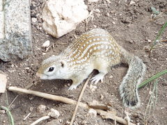 Ictidomys parvidens