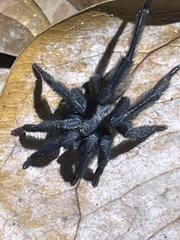 Selenocosmiinae