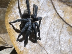 Selenocosmiinae