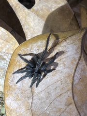 Selenocosmiinae