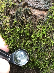 Sematophyllum