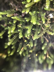 Sematophyllum