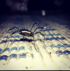 Systenocentrus luteobiseriatus