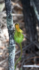 Pterostylis tasmanica