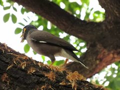 Acridotheres tristis