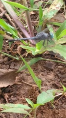 Diplacodes trivialis