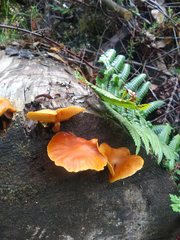 Gymnopilus allantopus