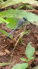 Diplacodes trivialis