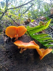 Gymnopilus allantopus