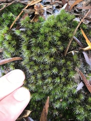 Campylopus umbellatus