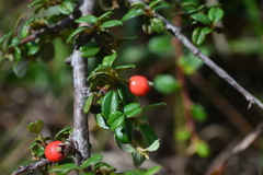 Cotoneaster morrisonensis