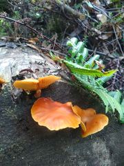 Gymnopilus allantopus