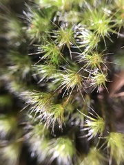 Campylopus umbellatus