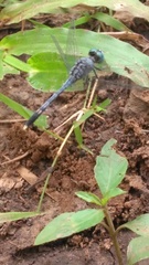 Diplacodes trivialis