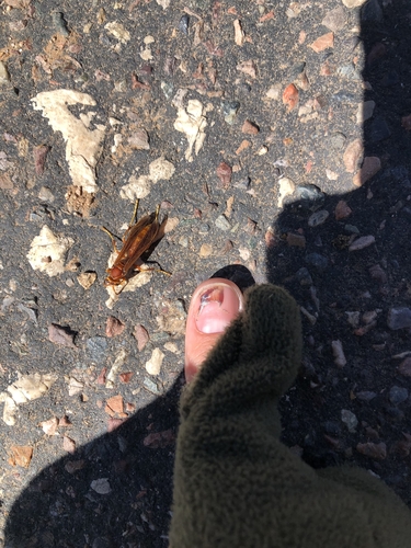 Kaibab Paper Wasp photo 3