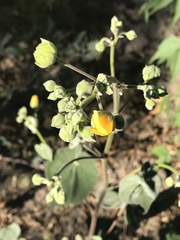Abutilon reventum