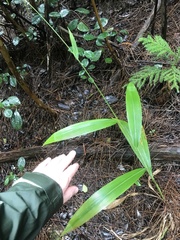 Setaria palmifolia, recorded fruiting