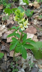 Corydalis cava marschalliana