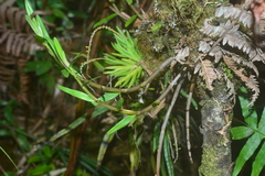 Dendrobium moniliforme