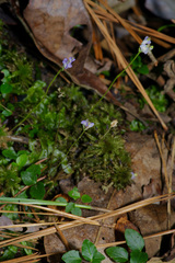 Burmannia biflora