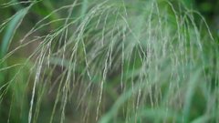 Poaceae