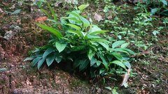Ardisia cornudentata
