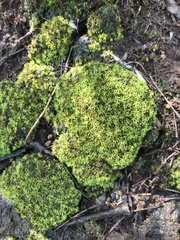 Tortella humilis