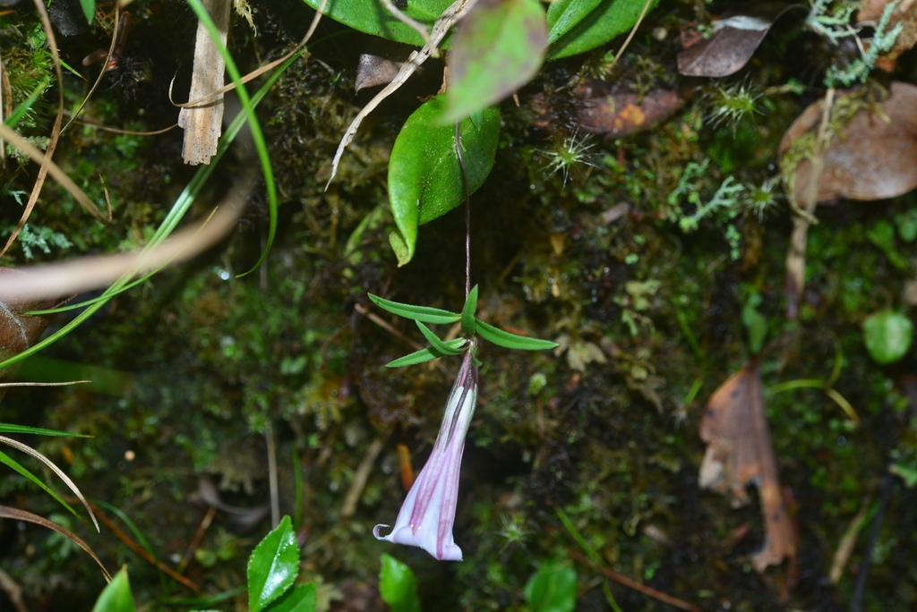 Tripterospermum hualienense