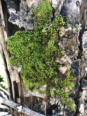 Macromitrium emersulum