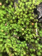 Macromitrium emersulum