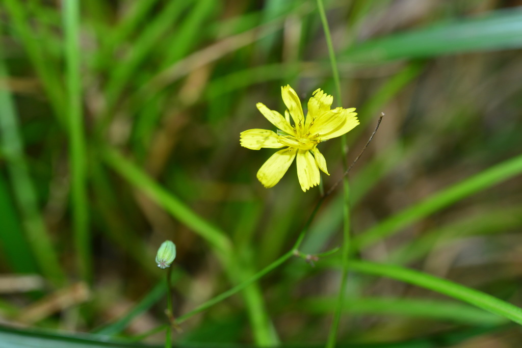 Ixeridium calcicola