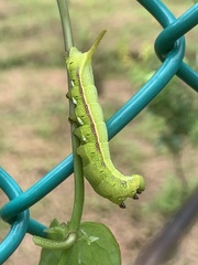 Macroglossum corythus