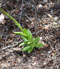 Pterostylis tasmanica