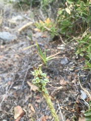 Brachystele unilateralis