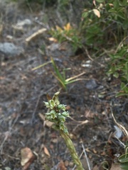 Brachystele unilateralis