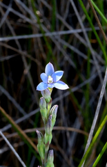 Thelymitra aemula