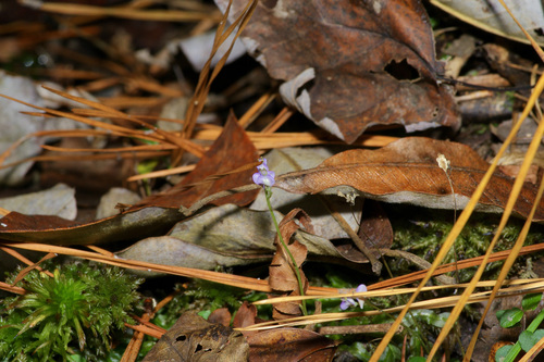 Image of Burmannia biflora by (c) Michelle W. （鍾偉瑋）, some rights reserved (CC BY)