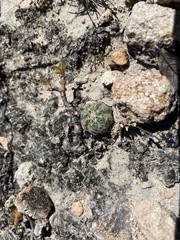 Echinocereus acanthosetus